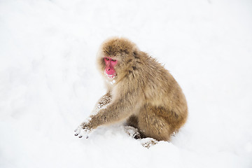 Image showing japanese macaque or monkey searching food in snow