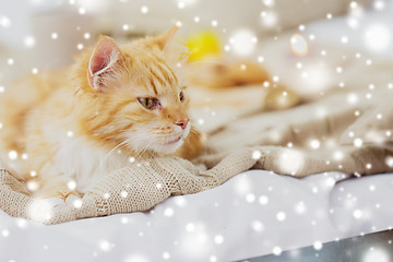 Image showing red tabby cat lying on blanket at home in winter