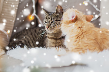 Image showing two cats lying on sheepskin in winter at home