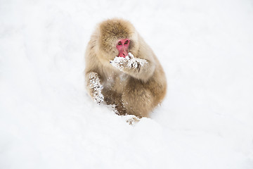 Image showing japanese macaque or monkey searching food in snow