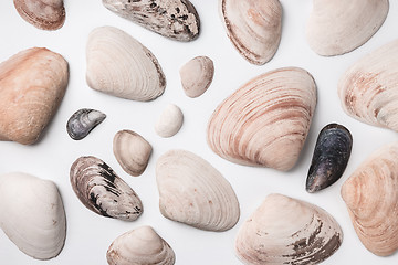 Image showing Big and small seashells on white background