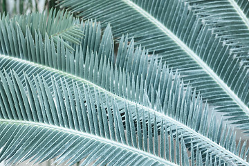 Image showing Texture of turquoise palm leaves