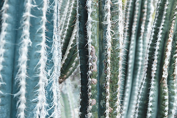 Image showing Prickly turquoise cacti