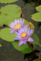 Image showing Blue water lily