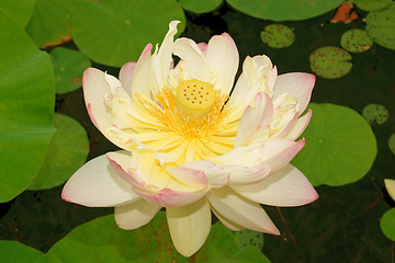 Image showing Lotus flower