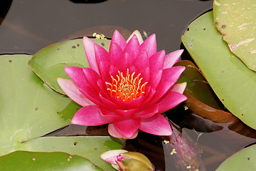 Image showing Purple water lily