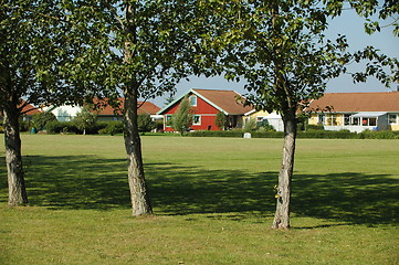 Image showing Tree