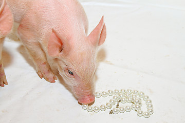 Image showing Pearls before piggy