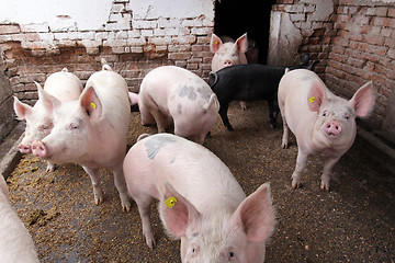 Image showing Pigs farm