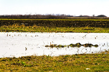 Image showing Flooded crops