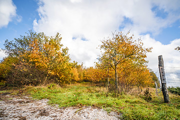 Image showing Trees in orange colors in the fall with a fence