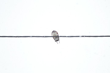 Image showing Dove sitting on wires