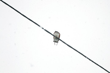 Image showing Dove sitting on wires