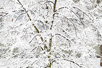 Image showing Park with Trees covered with Snow