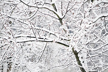 Image showing Park with Trees covered with Snow