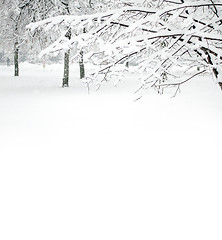 Image showing Park with Trees covered with Snow