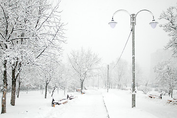 Image showing Park with Trees covered with Snow