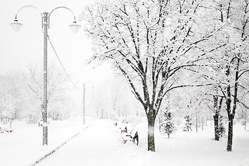 Image showing Park with Trees covered with Snow