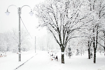 Image showing Park with Trees covered with Snow