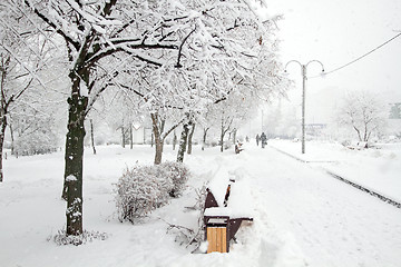 Image showing Park with Trees covered with Snow