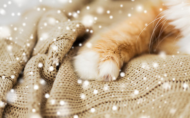 Image showing close up of red cat paw on blanket over snow