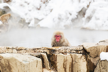 Image showing japanese macaque or snow monkey in hot spring