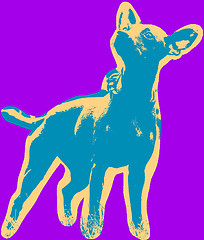 Image showing Poster with portrait of a miniature pinscher dog