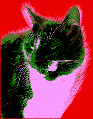 Image showing Picture with cat over red background