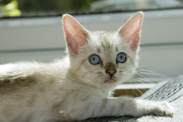 Image showing Kitten