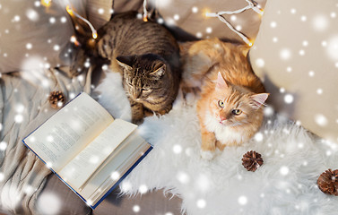 Image showing two cats lying on sofa with book at home