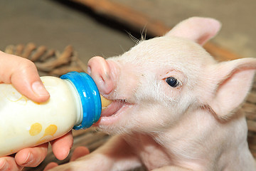 Image showing Bottle Feed Piglet