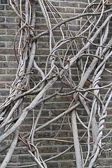 Image showing Wall Clambering Tree