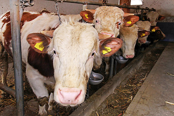 Image showing Cows in pen