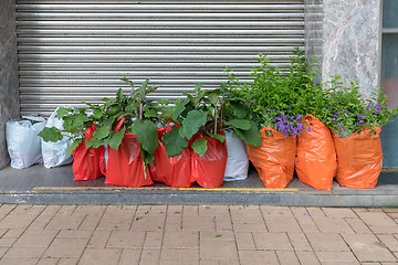 Image showing Plants Delivery