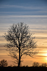 Image showing Lone tree silhouette by twilight