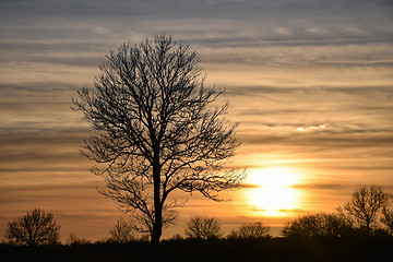 Image showing Bare tree silhouette