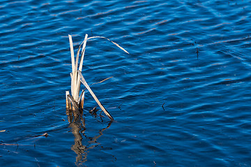 Image showing Dry plant in blue water
