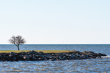 Image showing Lone tree by the coast