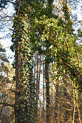 Image showing Tree trunks covered of ivy plants