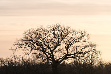 Image showing Wide oak tree silhouette