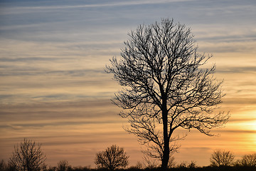 Image showing Big bare tree silhouette by sunset