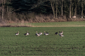 Image showing Wild geese grazing in a field