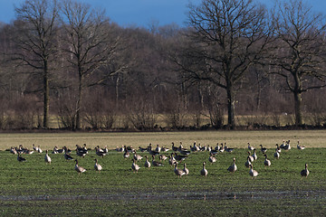 Image showing Geese feeding in a field