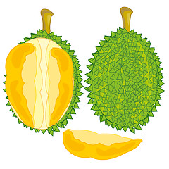 Image showing Fruit durian on white background is insulated