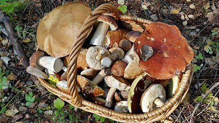 Image showing Basket with edible mushrooms