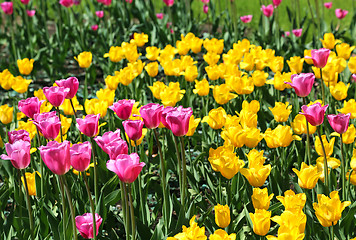 Image showing Beautiful bright colorful tulips