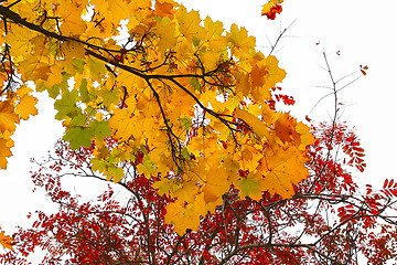 Image showing Branches of autumn trees