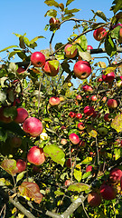 Image showing Branches of an apple-tree with ripe red apples