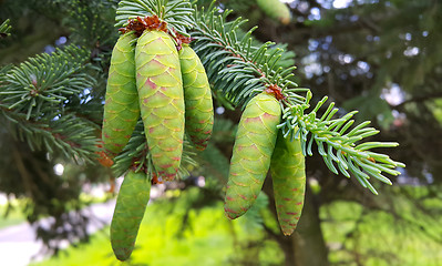 Image showing Branch of coniferous tree with young green cones