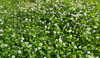 Image showing Clover on a summer meadow